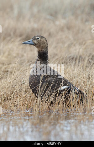 Erwachsene Frau Barrow, AK Juni 2010 Stockfoto