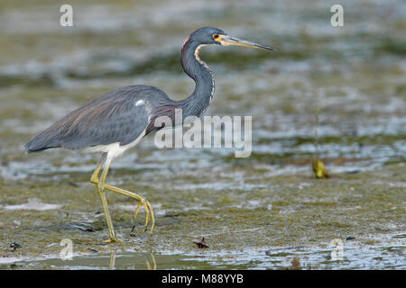 Nach nicht-Zucht Pinellas Co., FL Februar 2006 Stockfoto