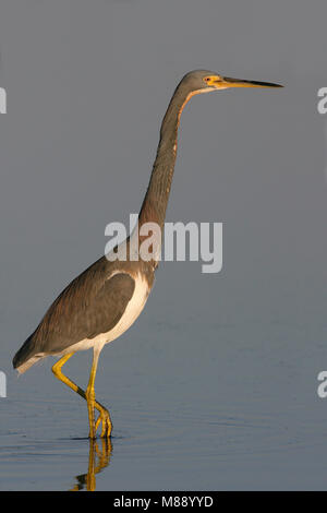 Nach nicht-Zucht Pinellas Co., FL Februar 2006 Stockfoto