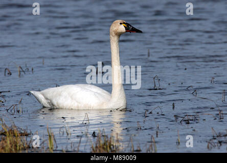 Nach Seward Peninsula, AK Juni 2009 Stockfoto