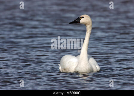 Nach Seward Peninsula, AK Juni 2009 Stockfoto