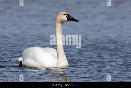 Nach Seward Peninsula, AK Juni 2009 Stockfoto