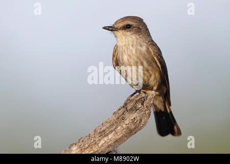 Erwachsene Frau Pima Co., AZ April 2009 Stockfoto