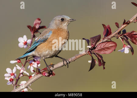 Erwachsene Frau Los Angeles Co., CA März 2013 Stockfoto