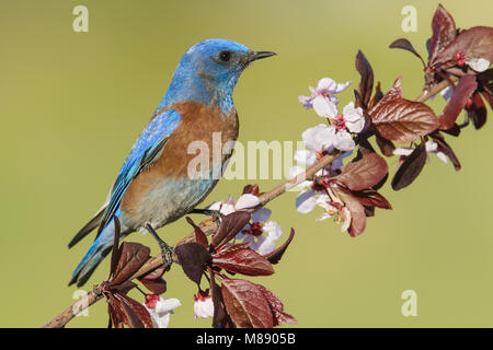 Vogel Bild von Brian E. Kleine Stockfoto