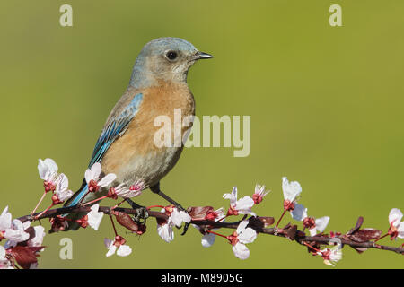 Erwachsene Frau Los Angeles Co., CA März 2013 Stockfoto