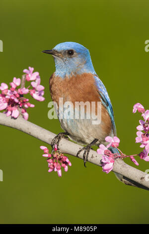 Erwachsene männliche Los Angeles Co., CA März 2013 Stockfoto