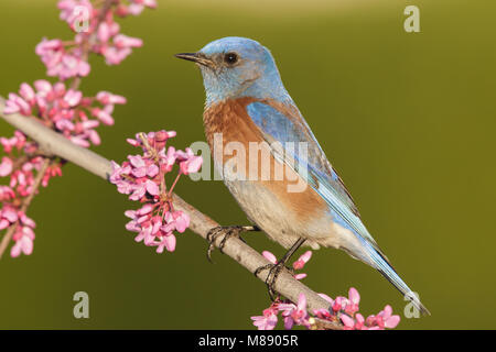 Erwachsene männliche Los Angeles Co., CA März 2013 Stockfoto