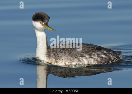 Nach Orange Co., CA Januar 2007 Stockfoto