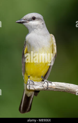 Nach Galveston, TX.de April 2013 Stockfoto