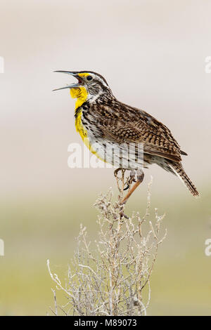 Nach Zucht Box Elder Co., UT Juni 2013 Stockfoto