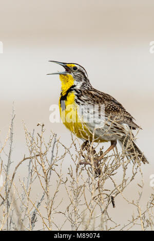 Nach Zucht Box Elder Co., UT Juni 2013 Stockfoto