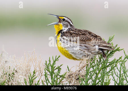 Nach Zucht Box Elder Co., UT Juni 2013 Stockfoto