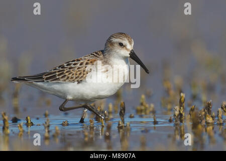 Juvenile Ventura Co., CA September 2010 Stockfoto