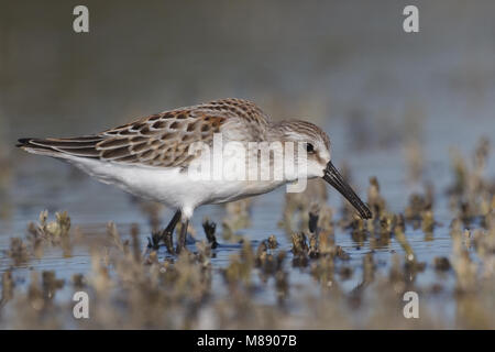 Juvenile Ventura Co., CA September 2010 Stockfoto