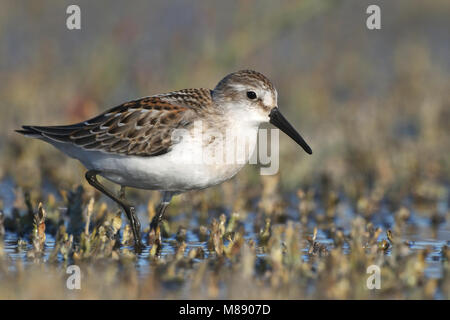 Juvenile Ventura Co., CA September 2010 Stockfoto