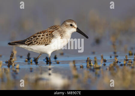 Juvenile Ventura Co., CA September 2010 Stockfoto