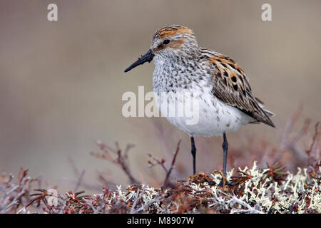 Nach Zucht Nome, AK Juni 2009 Stockfoto