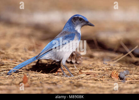 Nach Los Angeles Co., CA Dezember 1999 Stockfoto