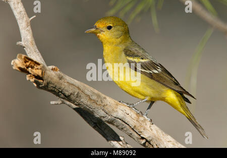 Erwachsene Frau Riverside Co., Ca Mai 2007 Stockfoto