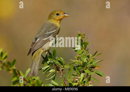 Erwachsene Frau Kern Co., Ca Mai 2007 Stockfoto