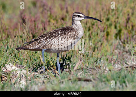 Juvenile Ventura Co., CA September 2011 Stockfoto