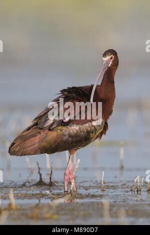 Nach Zucht Box Elder Co., UT Juni 2013 Stockfoto