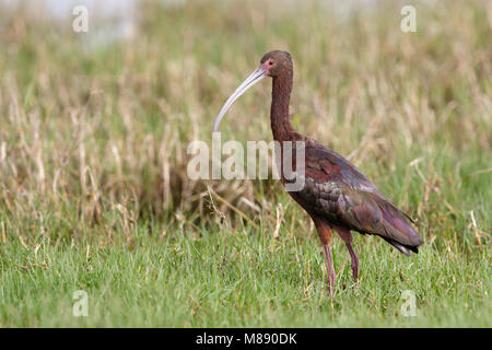 Nach nicht-Zucht Galveston, TX.de April 2014 Stockfoto