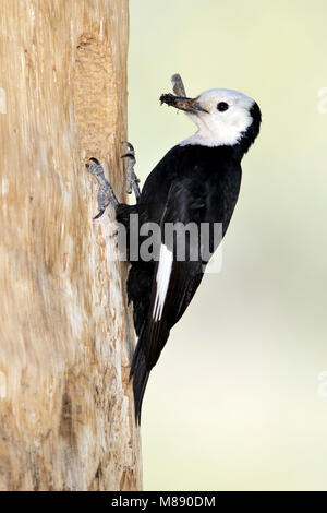 Erwachsene Frau Mono Co., CA Juni 2011 Stockfoto