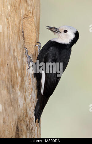 Erwachsene Frau Mono Co., CA Juni 2011 Stockfoto