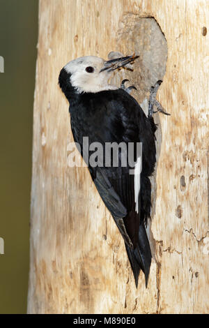 Erwachsene Frau Mono Co., CA Juni 2011 Stockfoto