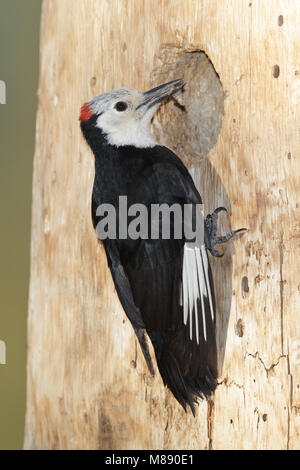 Erwachsene männliche Mono Co., CA Juni 2011 Stockfoto