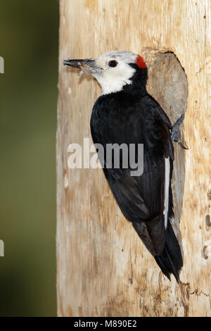 Erwachsene männliche Mono Co., CA Juni 2011 Stockfoto