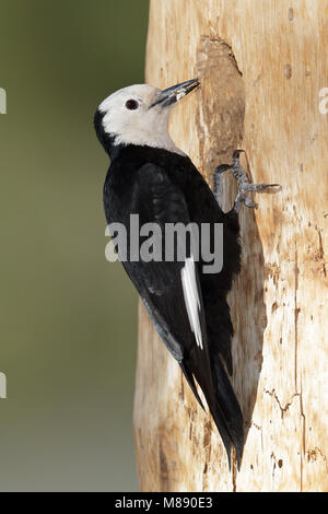 Erwachsene Frau Mono Co., CA Juni 2011 Stockfoto