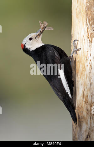 Erwachsene männliche Mono Co., CA Juni 2011 Stockfoto