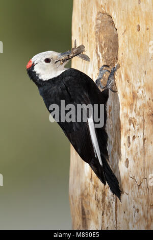 Erwachsene männliche Mono Co., CA Juni 2011 Stockfoto