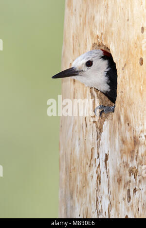 Erwachsene männliche Mono Co., CA Juni 2011 Stockfoto