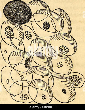 Elementare Anatomie und Physiologie - für Hochschulen, Akademien und andere Schulen (1869) (20591235954) Stockfoto