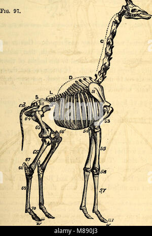 Elementare Anatomie und Physiologie - für Hochschulen, Akademien und andere Schulen (1869) (21025884350) Stockfoto