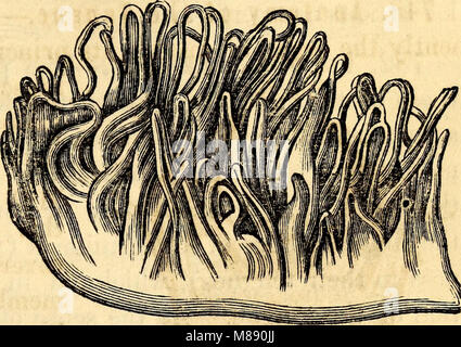 Elementare Anatomie und Physiologie - für Hochschulen, Akademien und andere Schulen (1869) (21026414788) Stockfoto