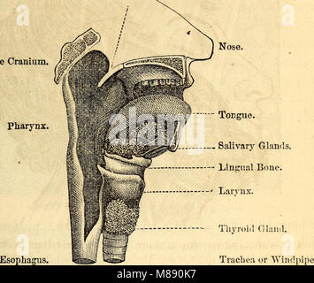 Dieses Lehrbuch aus dem Jahr 1869 stellt die Grundlagen der Anatomie und Physiologie vor und bietet Grundkenntnisse für Schüler an Hochschulen, Akademien und Schulen. Stockfoto