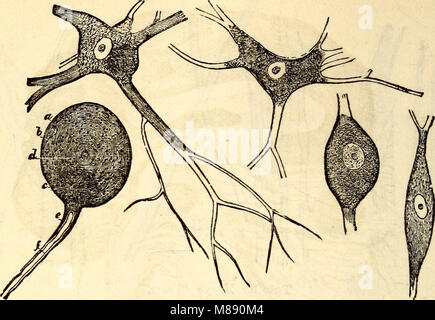 Dieses 1869 erschienene Lehrbuch über elementare Anatomie und Physiologie bietet eine umfassende Einführung in die Struktur und Funktion des menschlichen Körpers, das sich an Bildungseinrichtungen richtet. Stockfoto