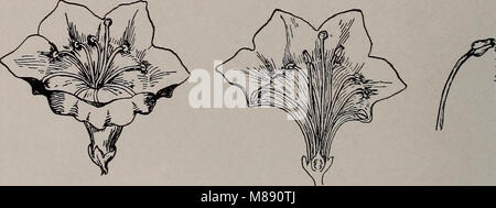 Elementare Botanik (1905) (14783098832) Stockfoto