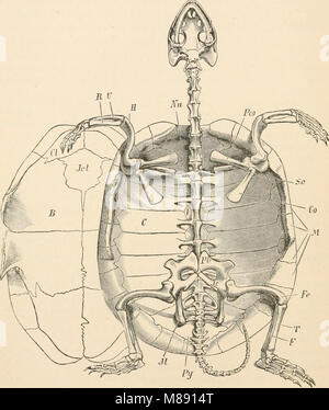 Dieses Lehrbuch aus dem Jahr 1884 bietet eine Einführung in das Studium der Zoologie. Es umfasst verschiedene Tierklassifizierungen, Anatomie, Physiologie und Verhaltensweisen verschiedener Tierarten. Der Text ist für pädagogische Zwecke konzipiert und bietet grundlegende Prinzipien und wissenschaftliche Erklärungen für Studenten, die sich für Tierbiologie und Lebensformen interessieren. Stockfoto