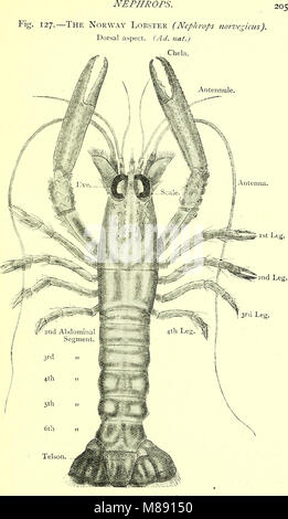„Elementares Textbuch der Zoologie“ (1901) ist ein pädagogisches Hilfsmittel, das grundlegende Konzepte der Zoologie, einschließlich Tierklassifizierung, Physiologie und Ökologie für Studenten und Anfänger in diesem Bereich abdeckt. Stockfoto