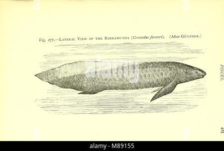 Elementare Lehrbuch der Zoologie (elektronische Ressource) (1901) (20359404651) Stockfoto