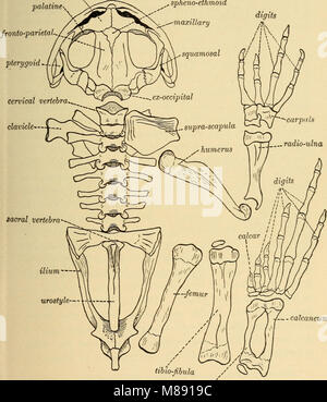 Elementare Zoologie (1902) (21233405485) Stockfoto