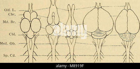 Elementare Zoologie (1902) (21233668255) Stockfoto