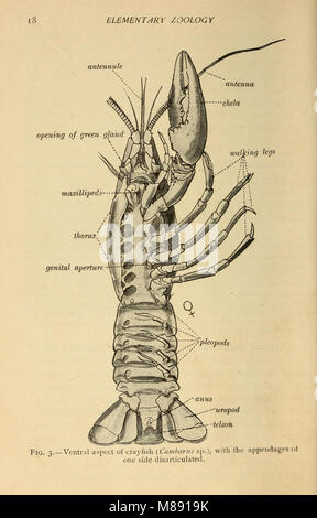 Dieses Lehrbuch über elementare Zoologie aus dem Jahr 1902 vermittelt grundlegende Kenntnisse über Tierbiologie. Es behandelt Schlüsselkonzepte zur Klassifizierung, Physiologie, Verhalten und Anatomie verschiedener Tierarten und dient als Einführungsquelle für Biologie- und Zoologiestudenten. Stockfoto
