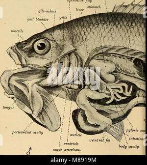 „Elementare Zoologie“ (1902) bietet eine Einführung in die Untersuchung von Tieren, die ihre Klassifizierung, Anatomie und Physiologie abdeckt. Er dient als Grundsatztext für Studenten und Anfänger in Zoologie und Biowissenschaften. Stockfoto